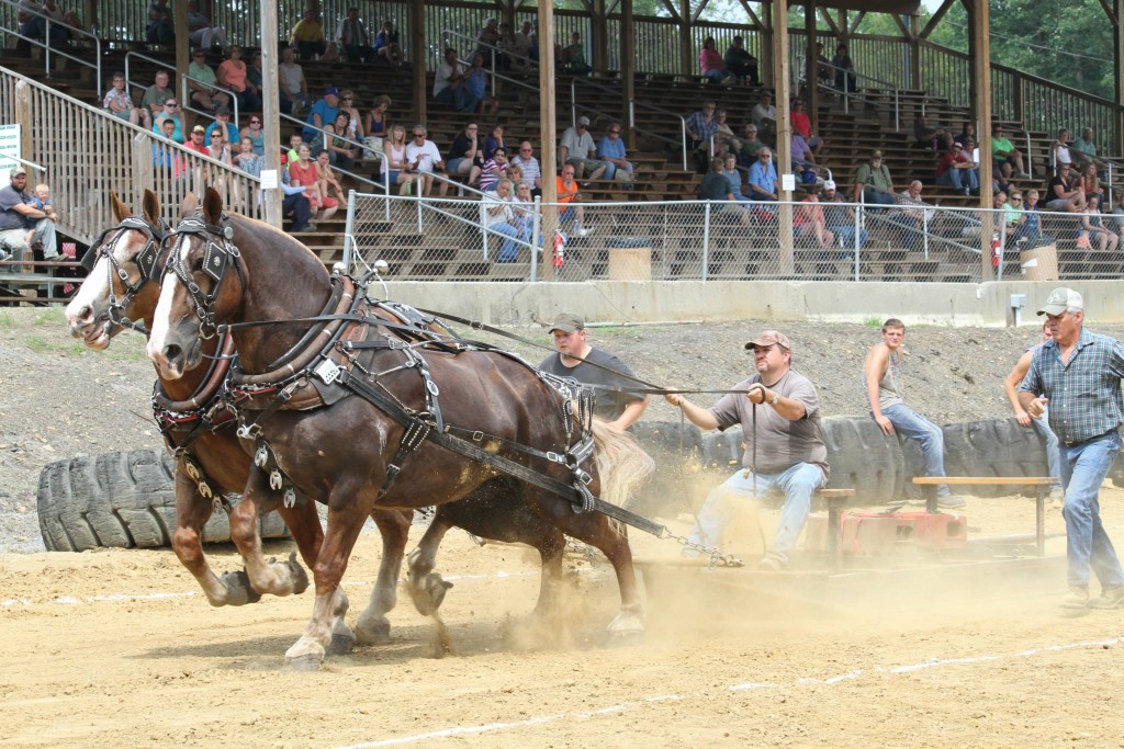 Mini and Draft Horse Pull Clarion County Fair Redbank Valley