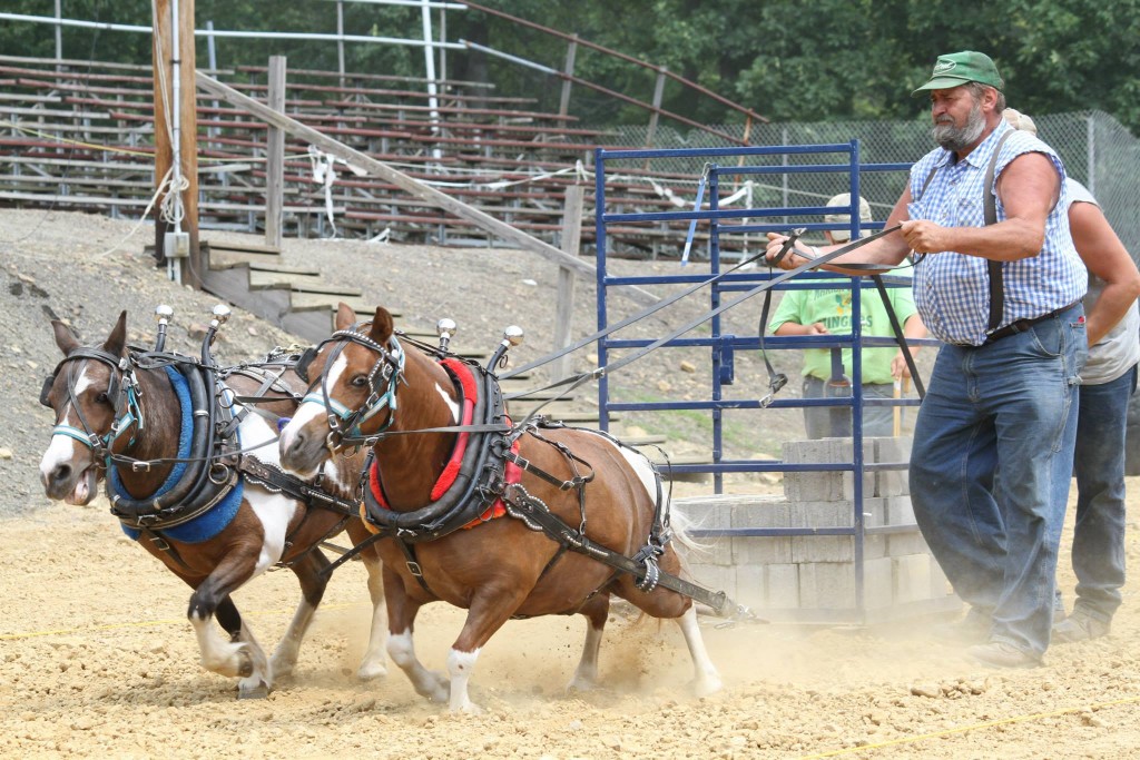 Mini and Draft Horse Pull Clarion County Fair Redbank Valley